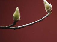 春天含苞待放的花蕾图片