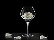 红酒杯里的一朵白玫瑰花意境图片