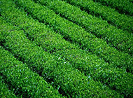 山茶科植物图片清新绿色背景