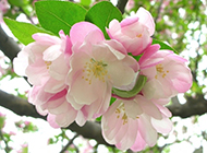 北美海棠花图片优雅清新