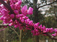 花色艳丽的紫荆花摄影图片