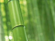 清雅脱俗的绿色竹子图片