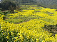 黄色耀眼的油菜花图片