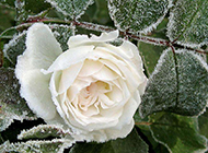 冬日霜裹的玫瑰花图片素材