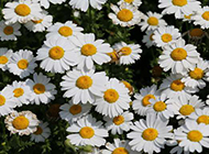 白色菊花图片素材欣赏