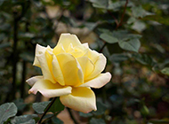 代表珍重祝福的黄玫瑰