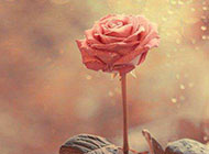 微风中盛开的粉色玫瑰浪漫背景图