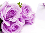 珍贵独特的紫玫瑰唯美图片