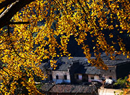 银杏树的金黄树叶图片