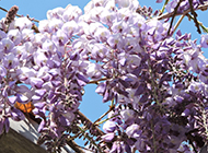 紫藤花图片唯美壮丽迷人