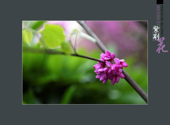 艳丽可爱的紫荆花图片