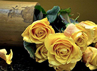 黄玫瑰浪漫背景素材图片