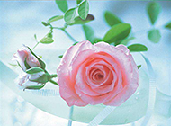 情人节盛开的粉玫瑰唯美图片