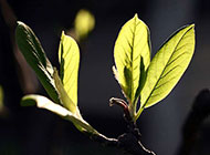 清新绿色树叶植物图片素材