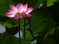 夏日池塘中的粉红莲花图片
