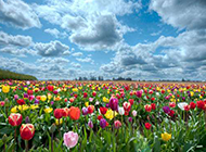 荷兰唯美郁金香花园图片