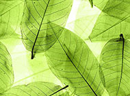 叶脉透明绿色背景图片素材