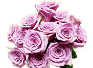 紫玫瑰花图片唯美背景壁纸推荐