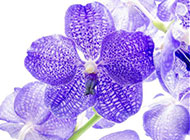 俏丽素雅的紫色蝴蝶兰图片