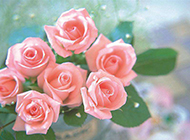 花瓶中的粉玫瑰特写图片