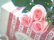 情人节粉色玫瑰花唯美摄影图