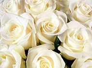 白玫瑰背景素材纯洁优雅