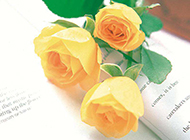 英文书上盛开的黄玫瑰