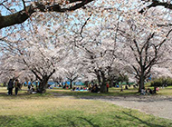 花团锦簇的樱花景观图片