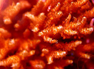 海底红色珊瑚花植物图片背景