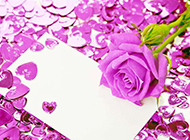 情人节卡片上的紫玫瑰图片