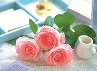 情人节粉色玫瑰唯美图片