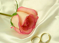 浪漫玫瑰花和金戒指图片