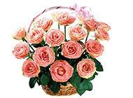 粉色玫瑰图片个性淡雅背景素材