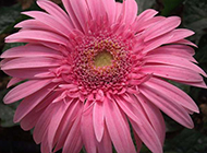 花朵硕大的粉色非洲菊图片