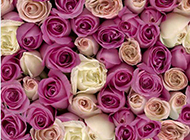 紫玫瑰花背景图片素雅唯美