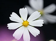 高清白色花卉背景图片