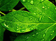 雨中沾有雨珠的树叶背景图片