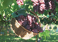 篮子里的葡萄水果图片