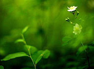 早春盛开的小菊花背景图片