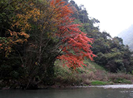 河边的枫叶树图片