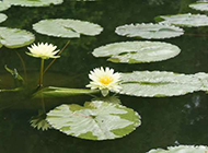 池中美丽的睡莲图片