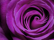 优雅紫玫瑰唯美花卉高清美图