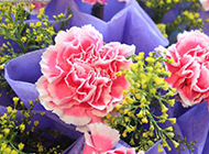 绚丽多彩的康乃馨花束图片