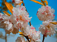 白色樱花图片素材春天鲜花特写