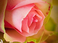 可爱娇媚粉红玫瑰图片下载