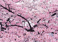 粉色娇艳的樱花图片