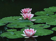池中粉红莲花摄影图片