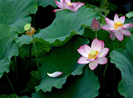 池塘中怒放争艳的莲花图片