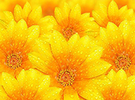 向日葵花黄色鲜花图片背景