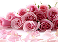 美丽动人的粉玫瑰摄影图片